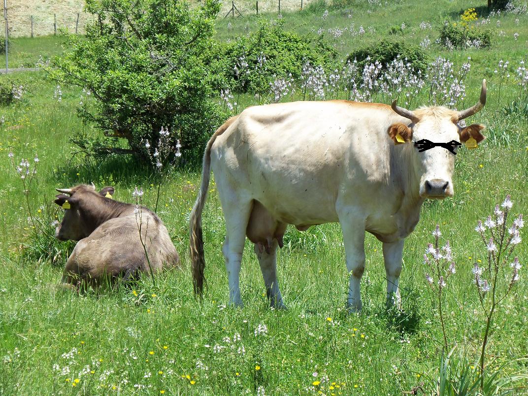 even the cows wear shades :-)
