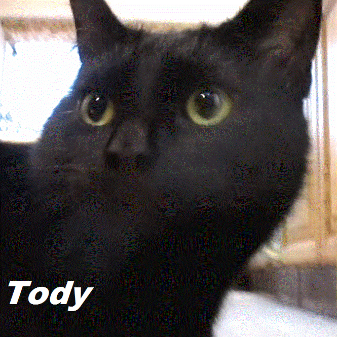 Tody Lovelock the cat in Sunninghill