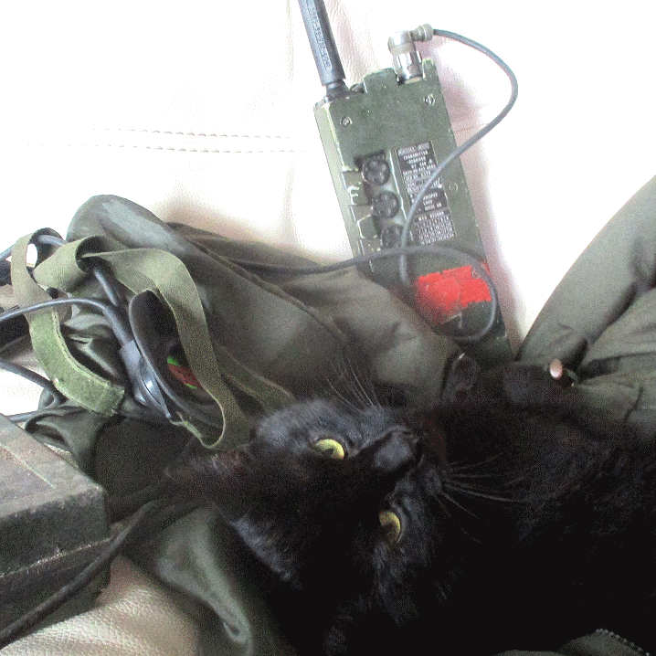 Tody the cat in Sunninghill with Clansman military radio