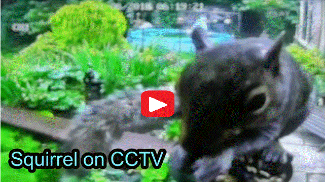 Tree Rat scoffs all peanuts