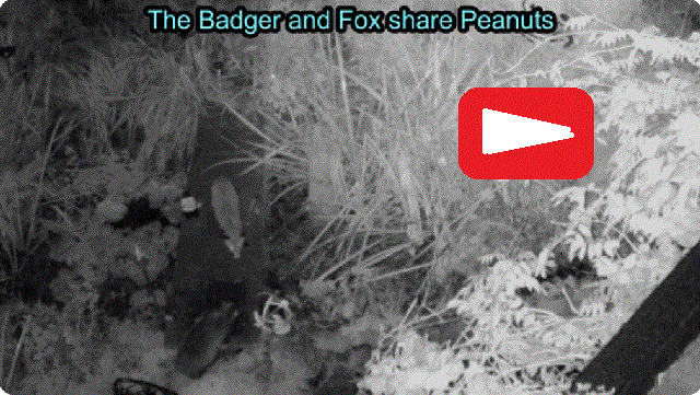 Badger & Fox share peanuts