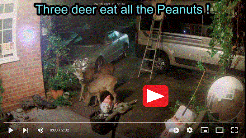 Three deer eat up all peanuts in  Sunninghill