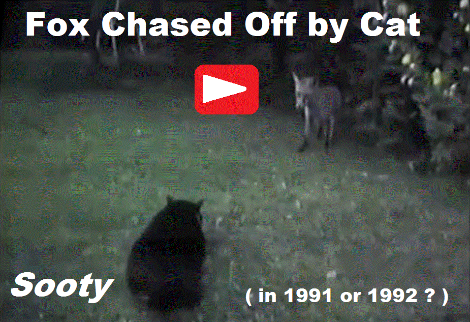 Fox Chased Off by Cat