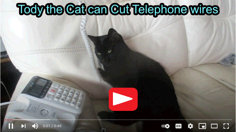 Tody the cat can cut telephone cables
