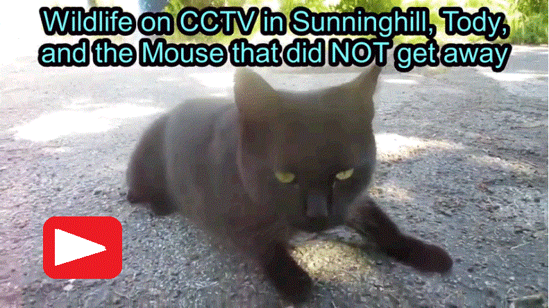 Tody the cat and Wildlife on CCTV