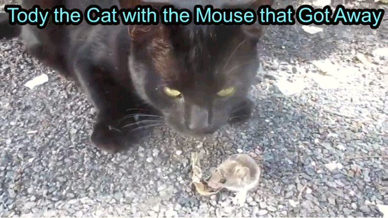 Tody with the mouse that got away