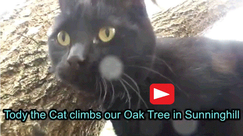 Tody climbing our oak tree