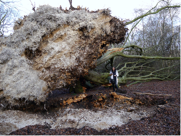 Winds in early 2014